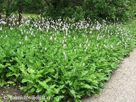  Bistorta officinalis